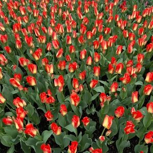 Meet your Posher, Ji